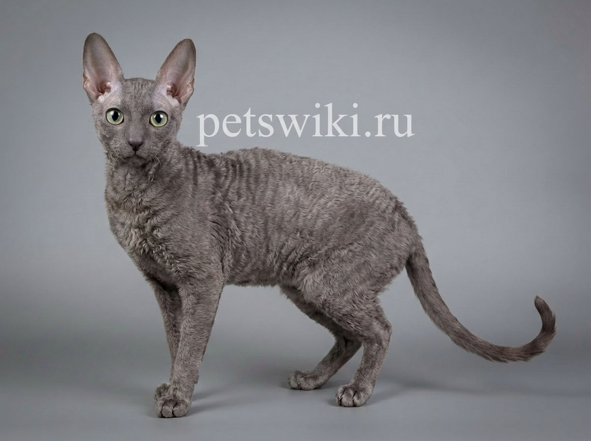 Корниш-рекс