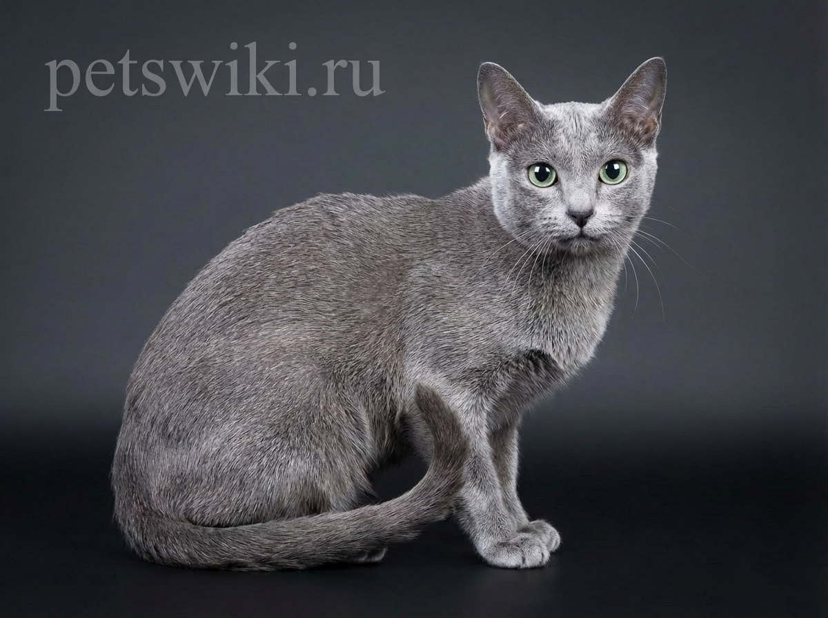 Корат