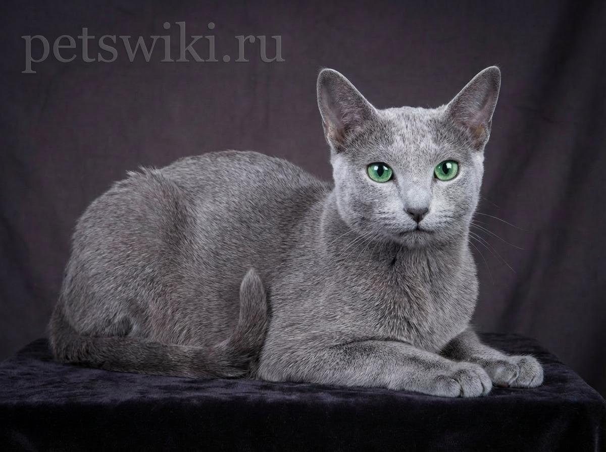 Русская голубая