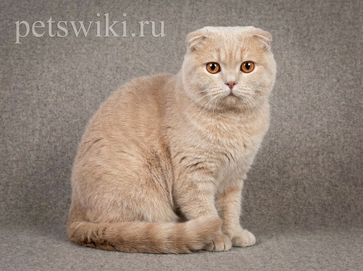 Шотландская вислоухая